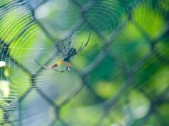 Explaining Life Traps and How to Spot People Who Fell For Them